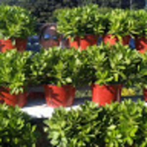 Meet your Posher, Eloisa